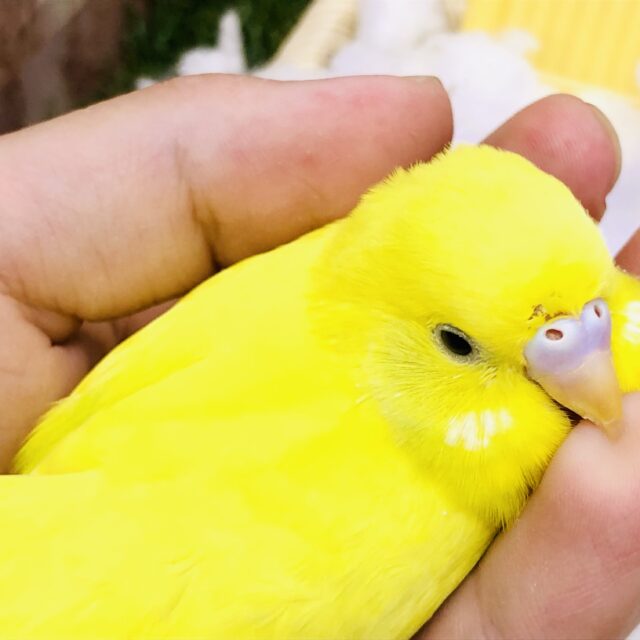 セキセイインコ