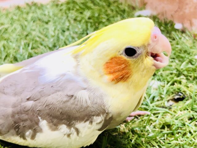 オカメインコ