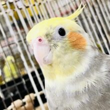 ムチムチたまらないサイズ感！！　オカメインコ