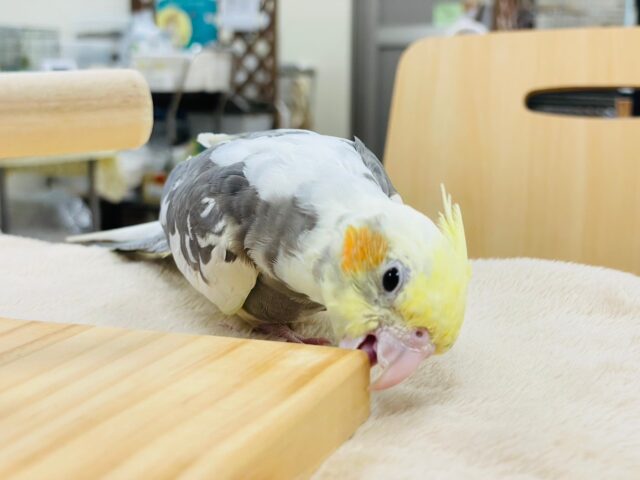 オカメインコ