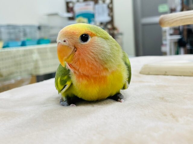 コザクラインコ（小桜インコ）