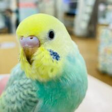 【動画更新🪄1人餌になりました⭐︎】しゅわしゅわメロンソーダ💚セキセイインコ（パステルカラーレインボー）