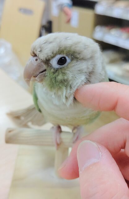 ホオミドリウロコインコ