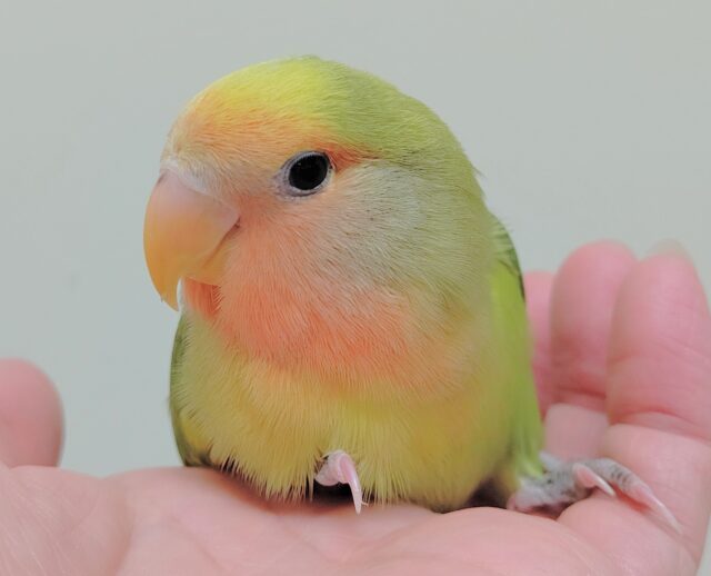 コザクラインコ（小桜インコ）