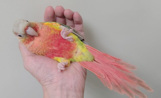 ホオミドリウロコインコ