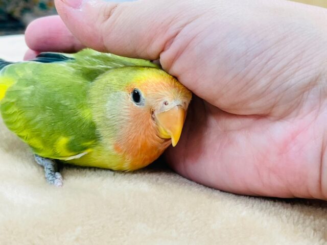 コザクラインコ（小桜インコ）