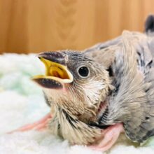 元気いっぱいにお口を開けてご飯♡桜文鳥　ヒナ