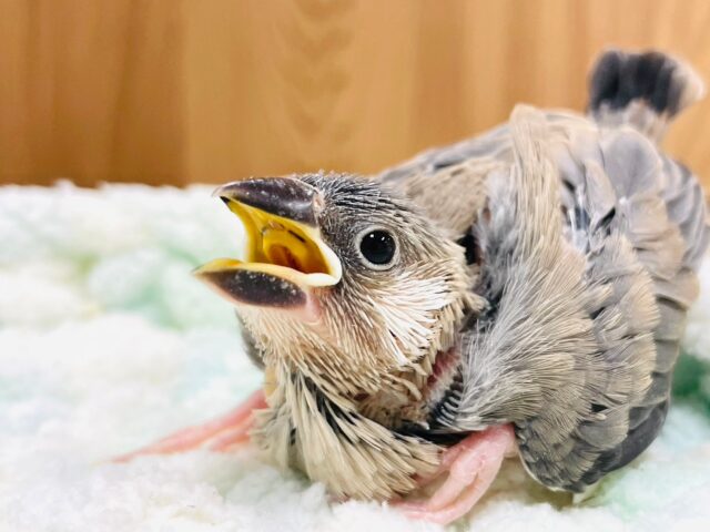 元気いっぱいにお口を開けてご飯♡桜文鳥　ヒナ