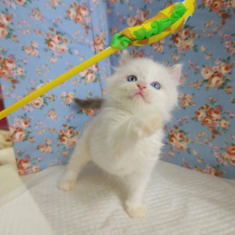 最新画像!ラグドール(ブルーポイントバイカラー)男の子♫可愛い仕草にキュン💕 ラグドール