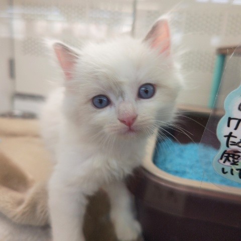 最新画像!ラグドール(ブルーポイントバイカラー)男の子♫可愛い仕草にキュン💕 ラグドール