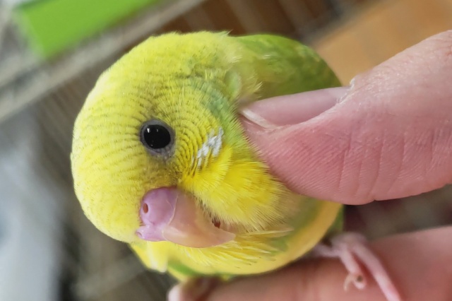 とにかくカキカキ大好き～💚 セキセイインコ(グリーンスパングル)