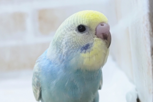 やっぱりこの色合いだよね～🌈 セキセイインコ(パステルレインボースパングル)