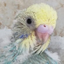 王道カラーたまらない～🍀 セキセイインコ(パステルレインボー)