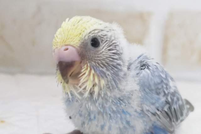 とっても素敵なブルー🫐 セキセイインコ(パステルレインボー)