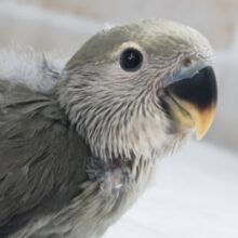 良い感じのダーク感～🖤 コザクラインコ(モーブ)