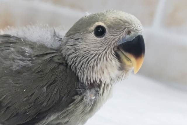 良い感じのダーク感～🖤 コザクラインコ(モーブ)