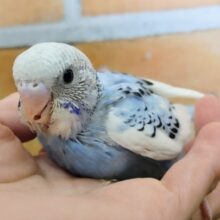 青と白で空模様💙セキセイインコ(ブルーパイド)入荷しました❤