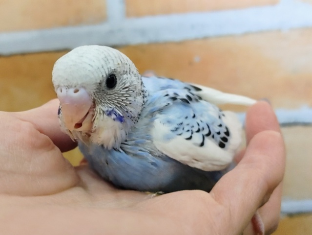 青と白で空模様💙セキセイインコ(ブルーパイド)入荷しました❤