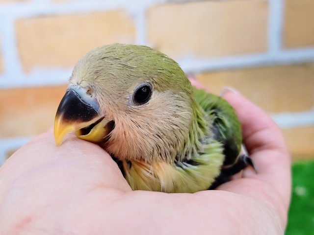 コザクラインコ（小桜インコ）