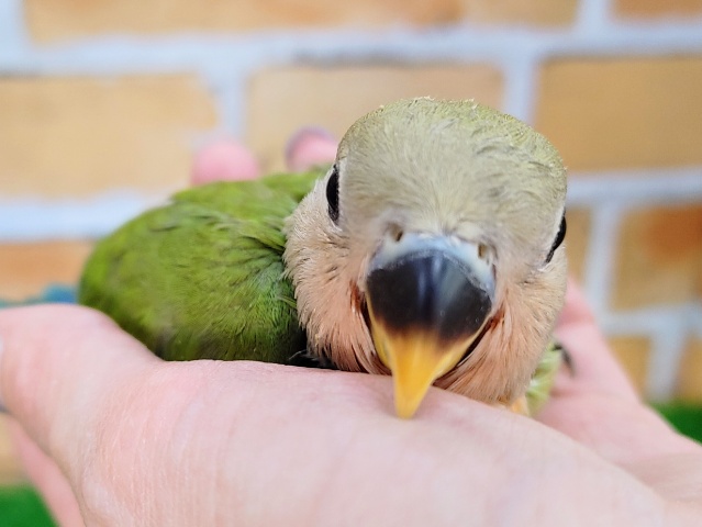 コザクラインコ（小桜インコ）