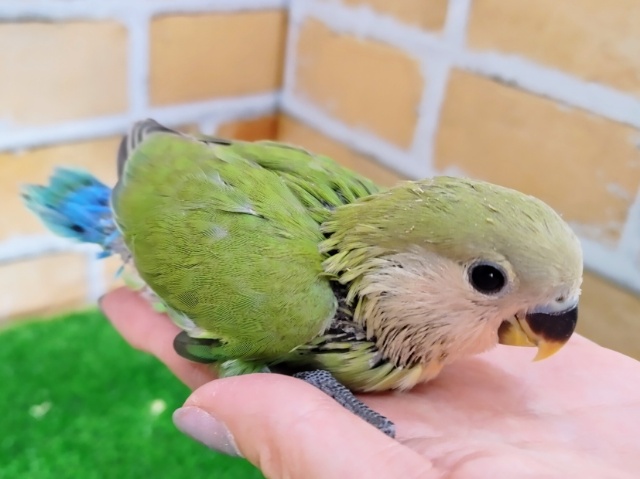 コザクラインコ（小桜インコ）