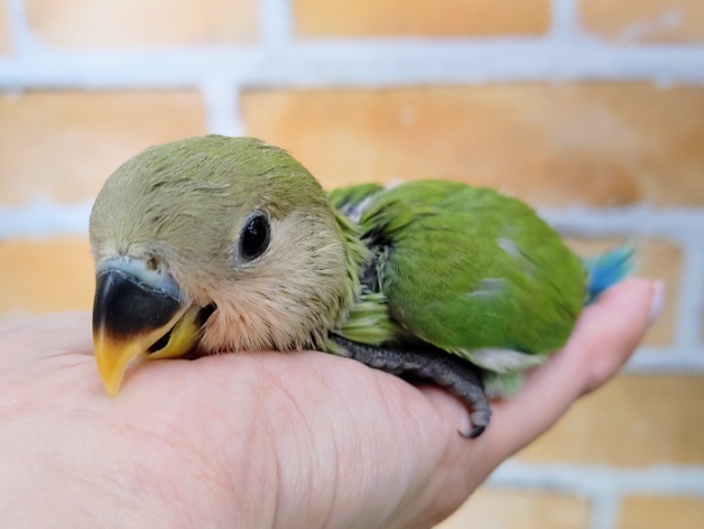 コザクラインコ（小桜インコ）