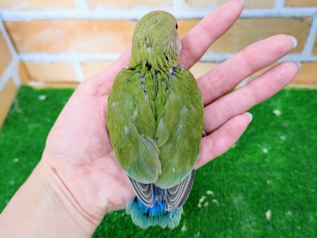 コザクラインコ（小桜インコ）