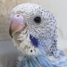 定番カラーキレイなブルーさん～💙 セキセイインコ(ブルーオパーリン)