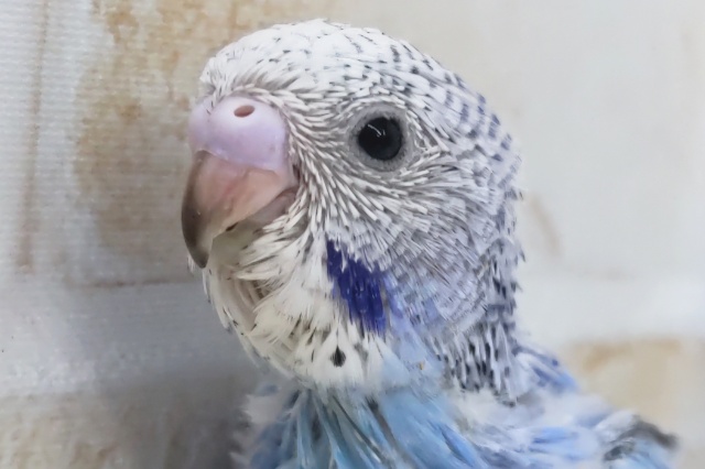 定番カラーキレイなブルーさん～💙 セキセイインコ(ブルーオパーリン)