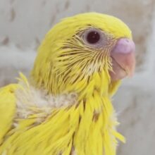 眩しいまっきっきの子～🌞 セキセイインコ(ルチノー)