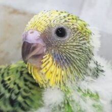 フレッシュグリーンにご注目～🍈 セキセイインコ(グリーンオパーリン)