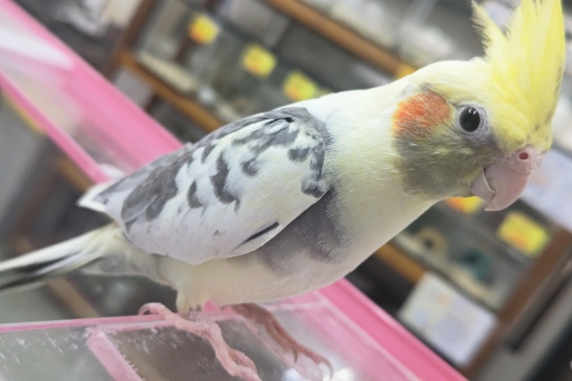 オカメインコ