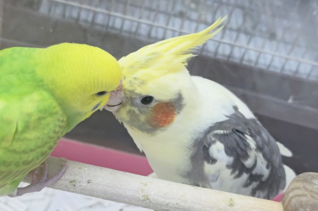 オカメインコ