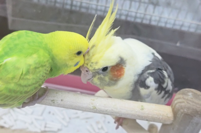 オカメインコ