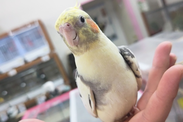 オカメインコ