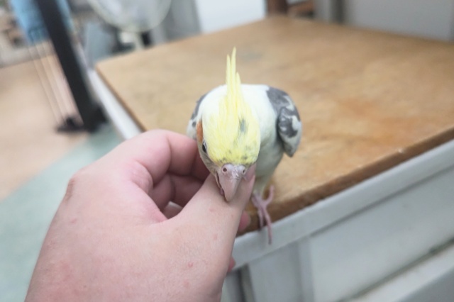 オカメインコ