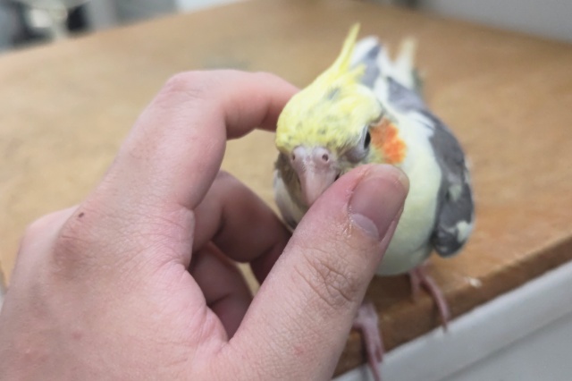 オカメインコ