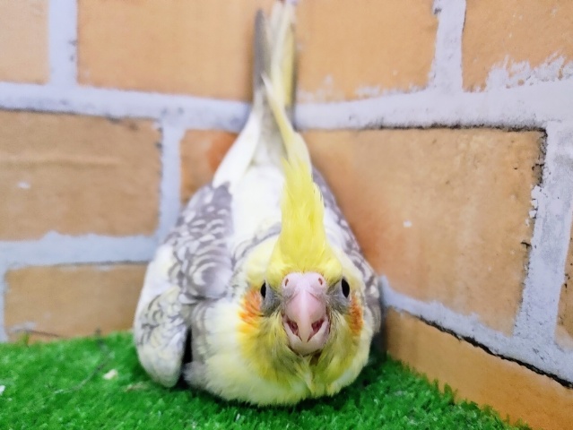 オカメインコ