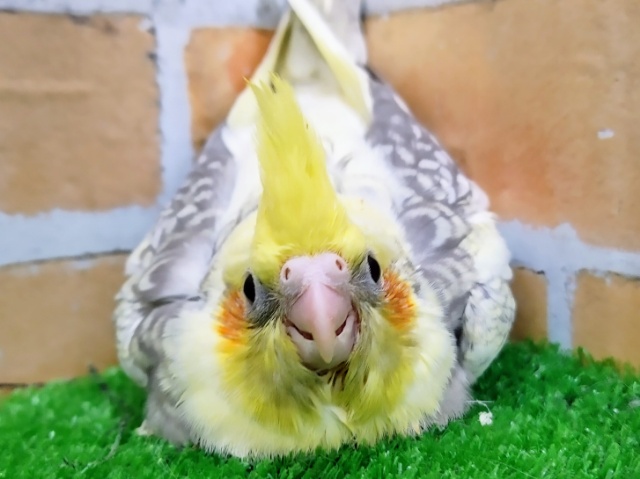 オカメインコ