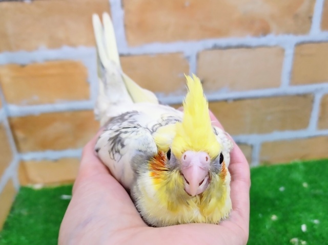 オカメインコ