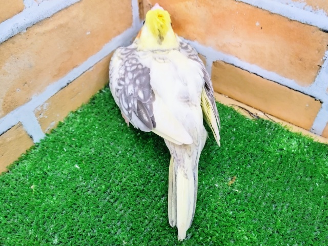 オカメインコ