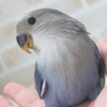 🌟最新画像🌟 美しい圧倒的色合い～💙 コザクラインコ(バイオレット)