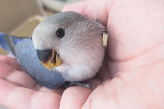 コザクラインコ（小桜インコ）