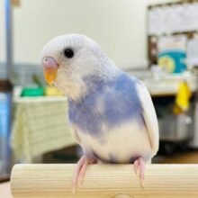 最新画像更新💛まん丸お目目が魅力的♡セキセイインコ（パイド）
