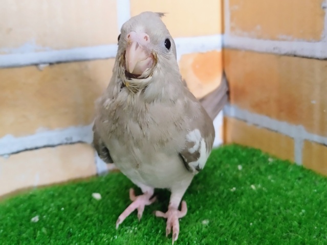 オカメインコ