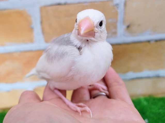 白文鳥①キリリっ✨背中グレー多めの白文鳥のヒナ入荷しました❤