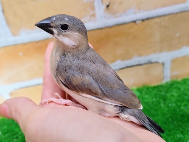 桜文鳥