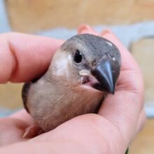 額にチョン模様❤桜文鳥のヒナ①入荷しました❤
