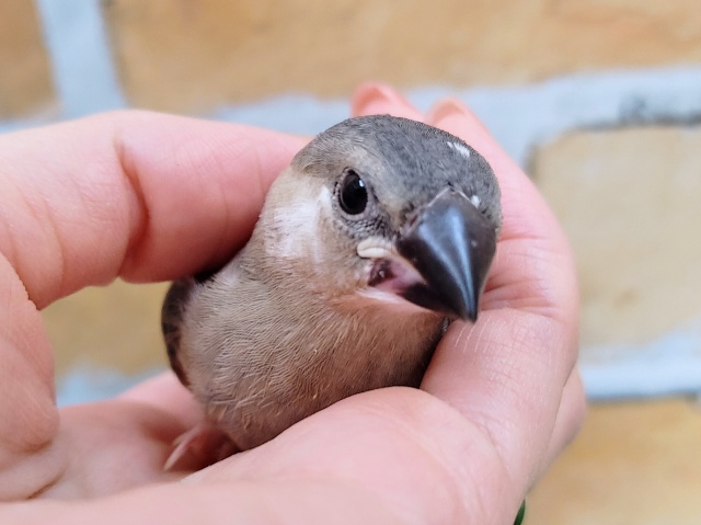 額にチョン模様❤桜文鳥のヒナ①入荷しました❤