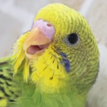めちゃ目立つ王道フォルム～🍀 セキセイインコ(グリーンパイド)